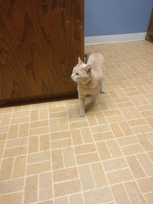 Arlington Animal Clinic - MVVS Picture 1