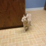 Arlington Animal Clinic - MVVS
