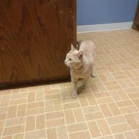 Arlington Animal Clinic - MVVS ico