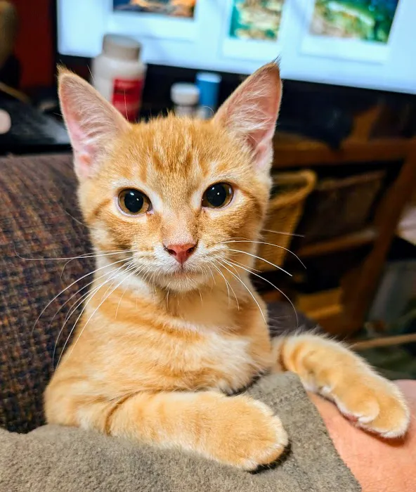 Crossroads Animal Shelter & Community Veterinary Clinic Picture 3