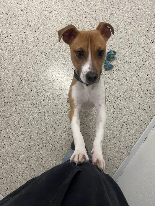 Crossroads Animal Shelter & Community Veterinary Clinic Picture 4