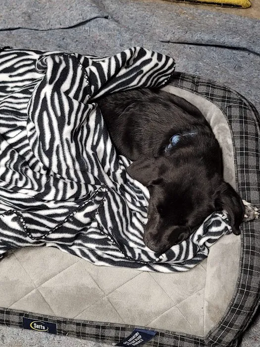 Crossroads Animal Shelter & Community Veterinary Clinic Picture 7