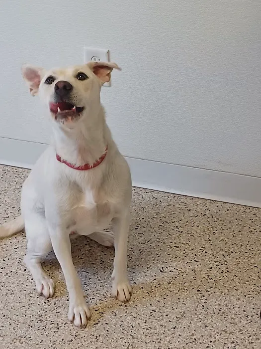 Crossroads Animal Shelter & Community Veterinary Clinic Picture 5