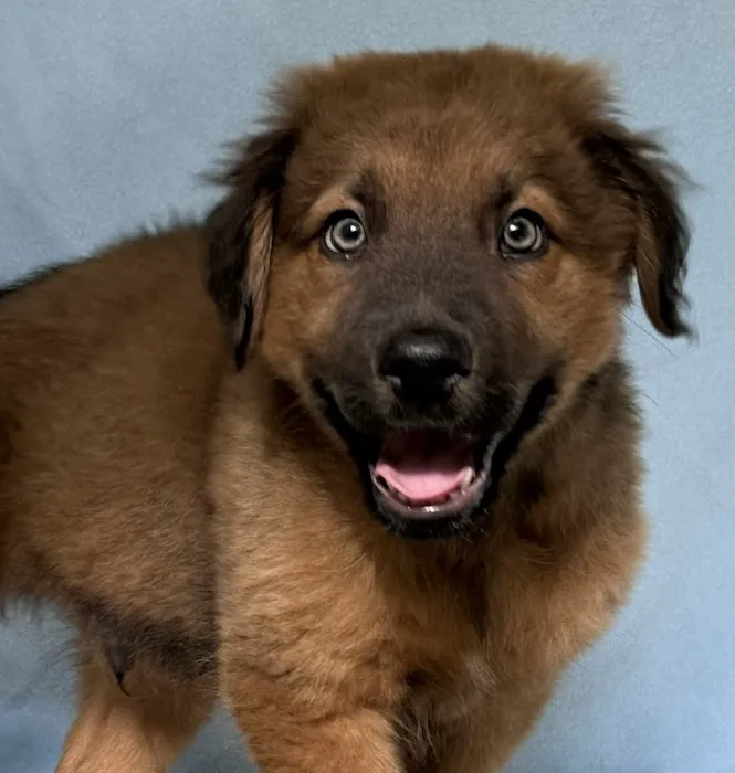 Crossroads Animal Shelter & Community Veterinary Clinic Picture 9