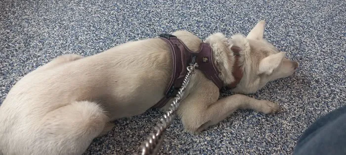 St Michael Veterinary Clinic Picture 7