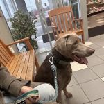 Buffalo Companion Animal Clinic