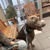 Buffalo Companion Animal Clinic ico