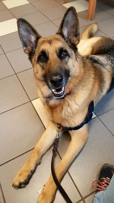 Buffalo Companion Animal Clinic Picture 2