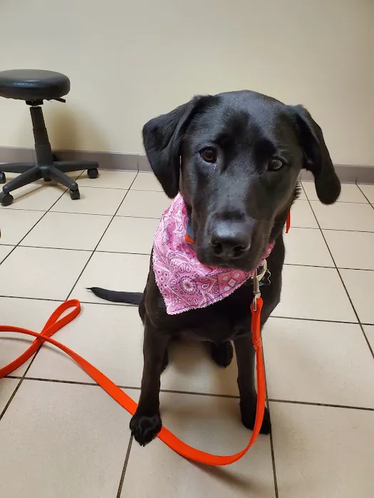 Buffalo Companion Animal Clinic Picture 10