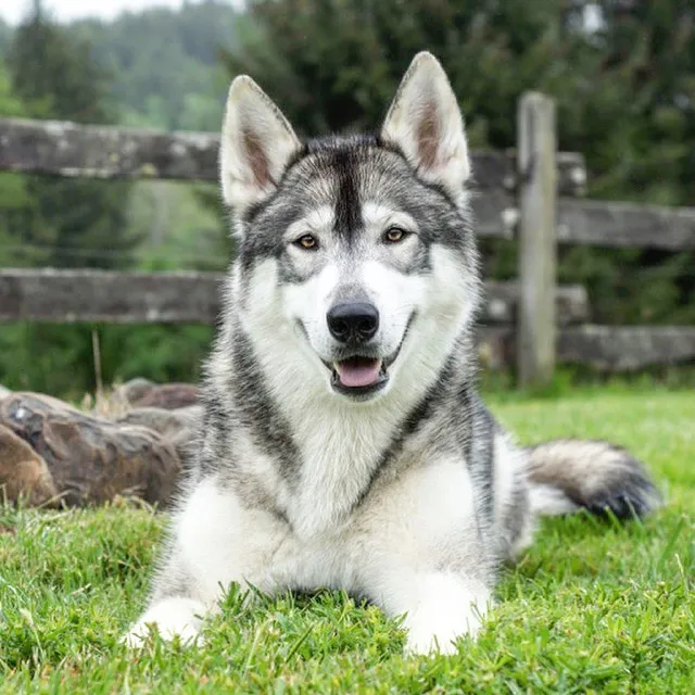 Kindness Family Pet Clinic Picture 3