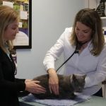 Kindness Family Pet Clinic