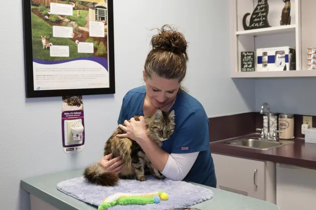 Kindness Family Pet Clinic Picture 5