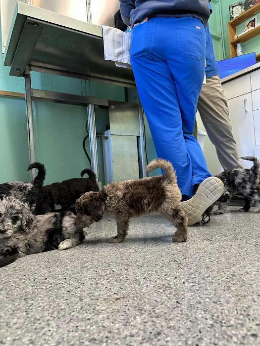 Pacific Avenue Veterinary Clinic Picture 7