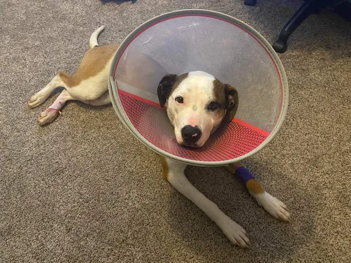 Pacific Avenue Veterinary Clinic Picture 4