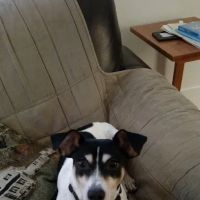 Banks Veterinary Service ico