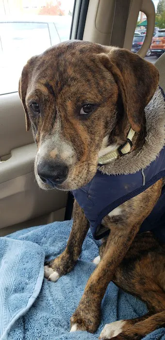 Guardian Veterinary Care Picture 4