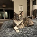 Crossroads Veterinary Hospital