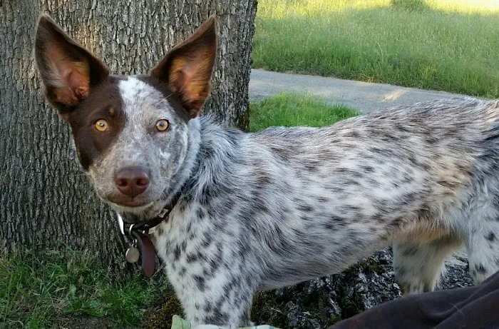 Crossroads Veterinary Hospital Picture 5