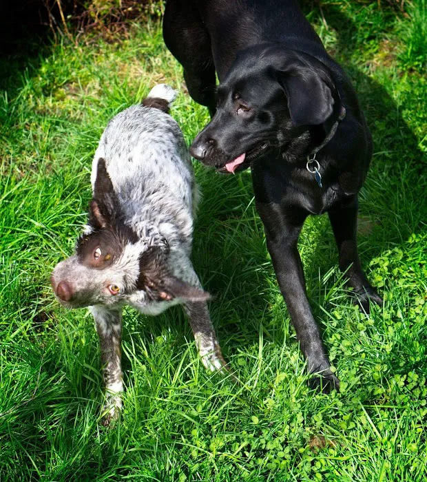 Crossroads Veterinary Hospital Picture 4