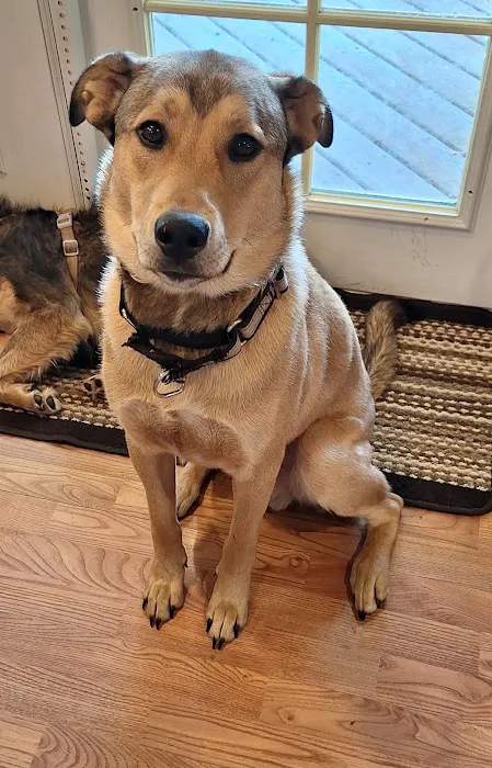 Silver Creek Animal Clinic LLC Picture 1