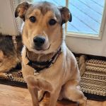 Silver Creek Animal Clinic LLC
