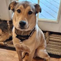 Silver Creek Animal Clinic LLC ico