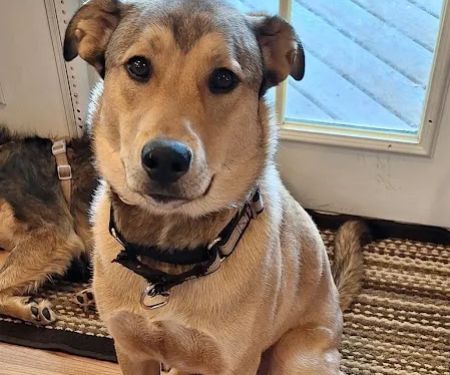 Silver Creek Animal Clinic LLC