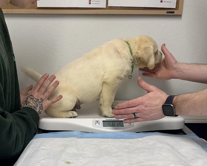 Silver Creek Animal Clinic LLC Picture 2