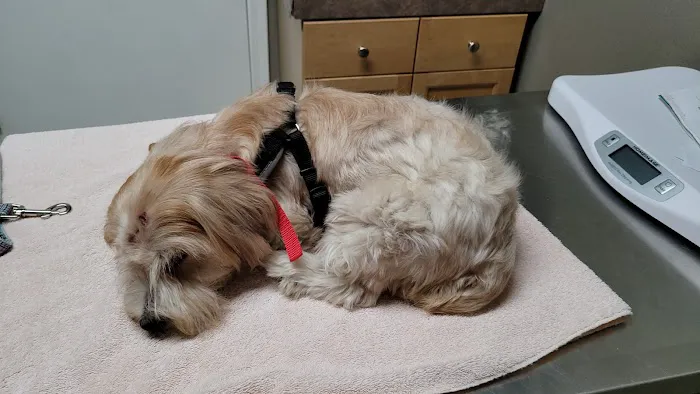 Silver Creek Animal Clinic LLC Picture 7