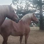 Silver Creek Equine PC