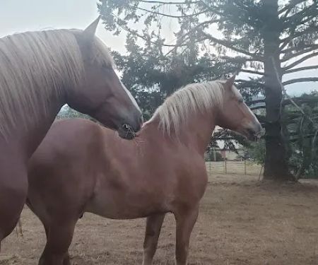 Silver Creek Equine PC