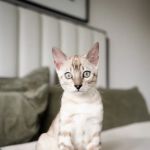Companion Pet Clinics