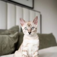 Companion Pet Clinics ico