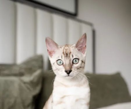 Companion Pet Clinics