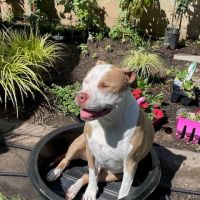 Woodburn Pet Hospital ico