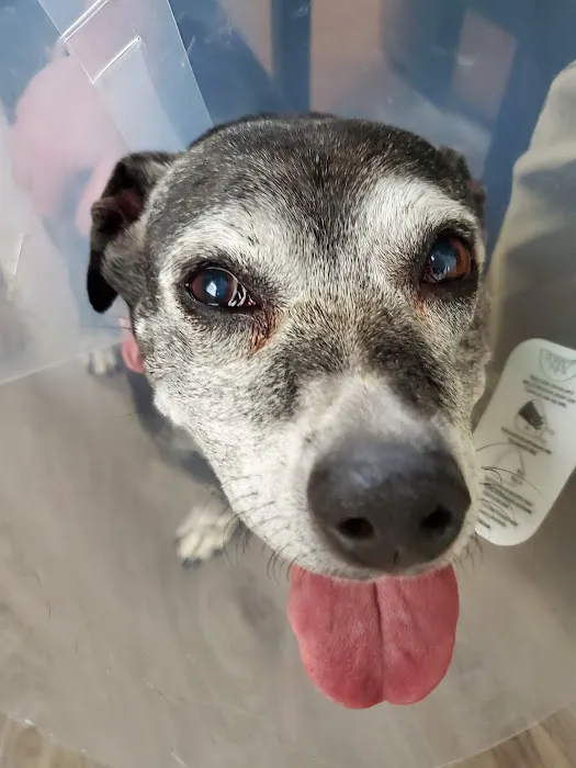Woodburn Pet Hospital Picture 4