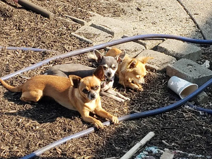 Mid-Valley Veterinary Clinic Picture 2