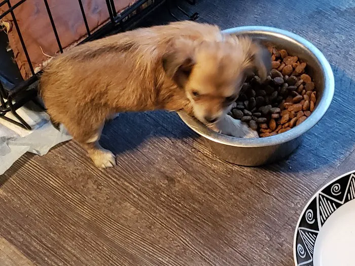 Mid-Valley Veterinary Clinic Picture 1