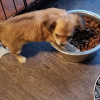 Mid-Valley Veterinary Clinic ico