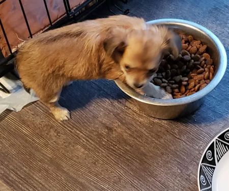 Mid-Valley Veterinary Clinic