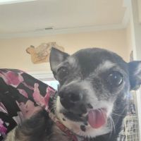 Cordon Road Veterinary Clinic-Santiam Equine ico