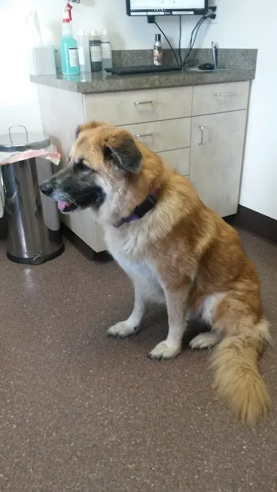 Aumsville Animal Clinic, LLC Picture 1