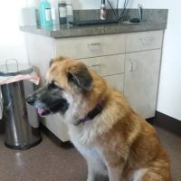 Aumsville Animal Clinic, LLC ico
