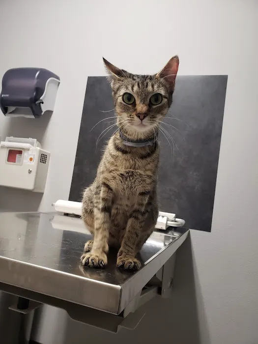 Aumsville Animal Clinic, LLC Picture 3