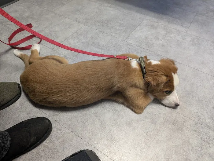 Aumsville Animal Clinic, LLC Picture 7