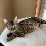 Registered Bengals