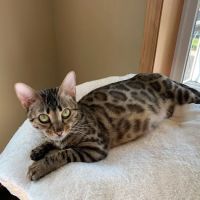 Registered Bengals ico