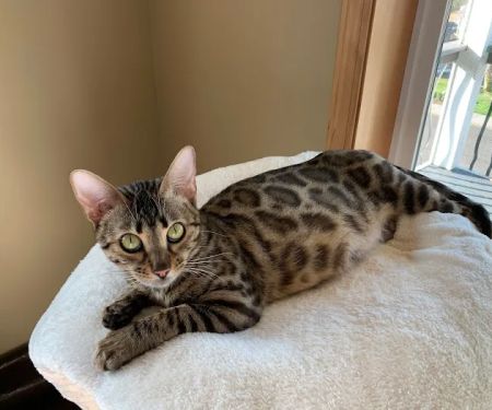 Registered Bengals