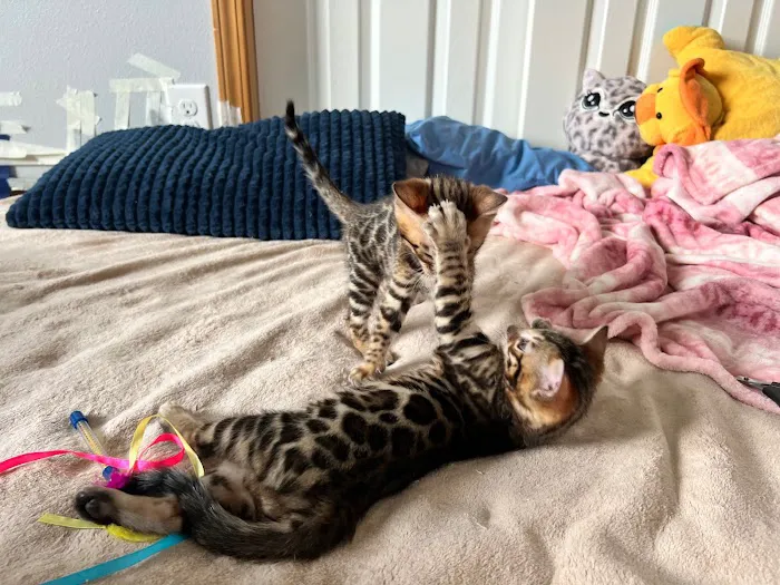 Registered Bengals Picture 5