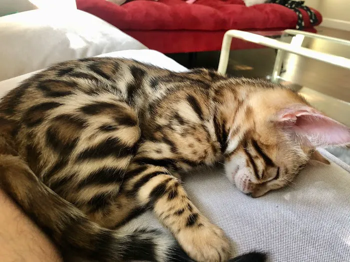 Registered Bengals Picture 2